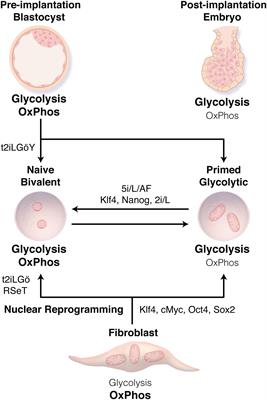 Energy Metabolism Regulates Stem Cell Pluripotency